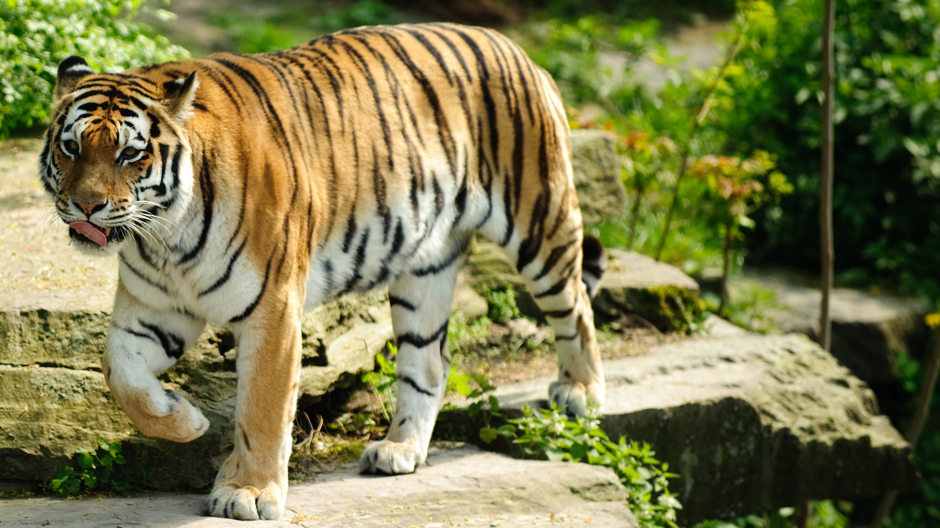 best tiger animal wallpaper | Desktop Backgrounds for Free HD ...