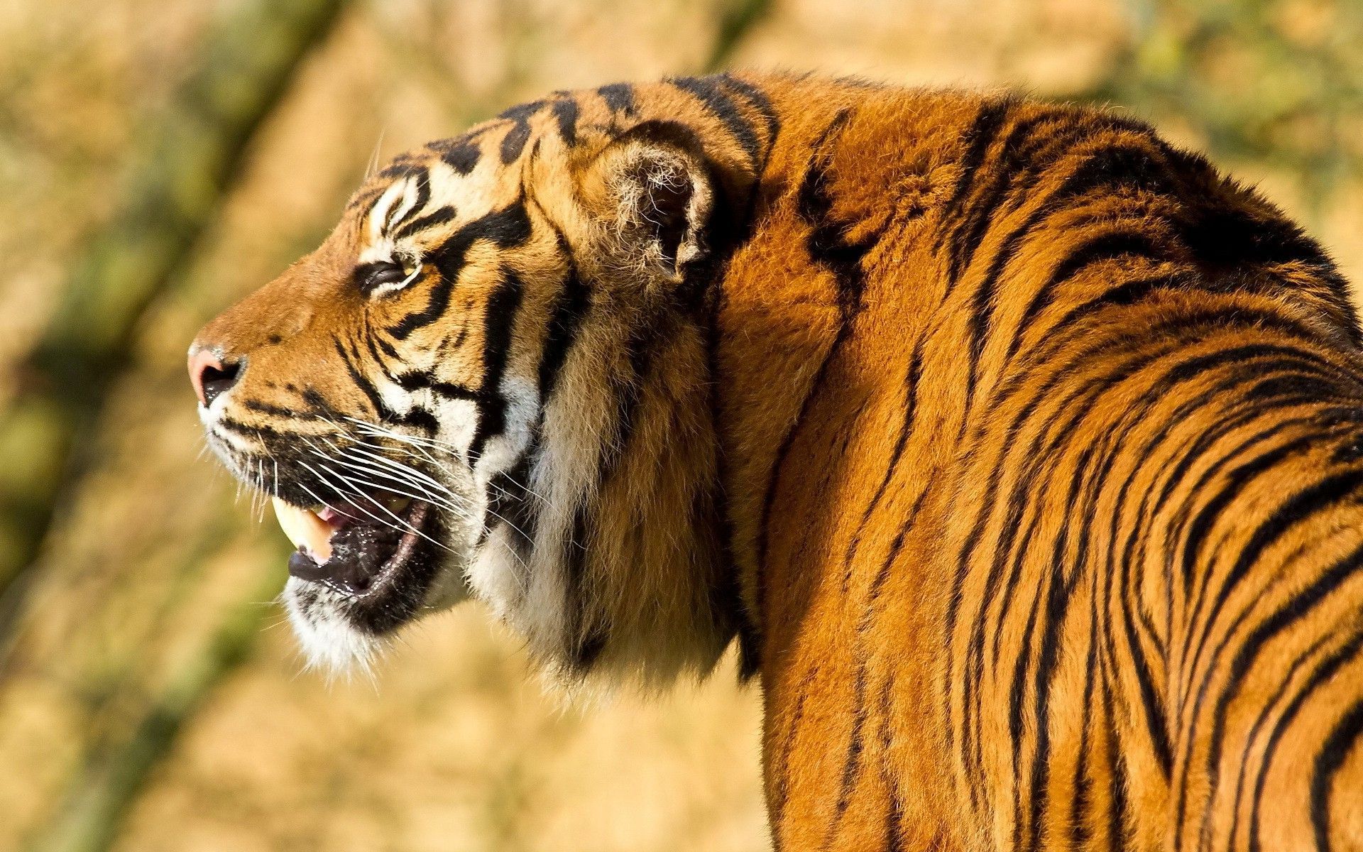 Tiger HD Photos | Wild Animal Wallpapers Images Pictures Download