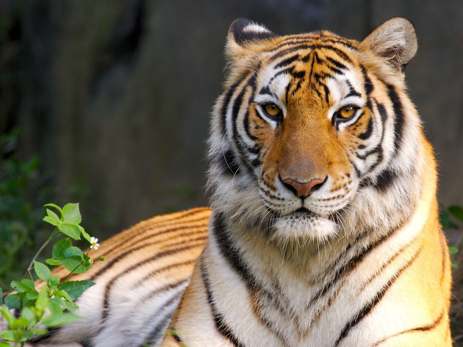 Tigers,Cheetahs,Leopards Wallpapers & HD Desktop Backgrounds -