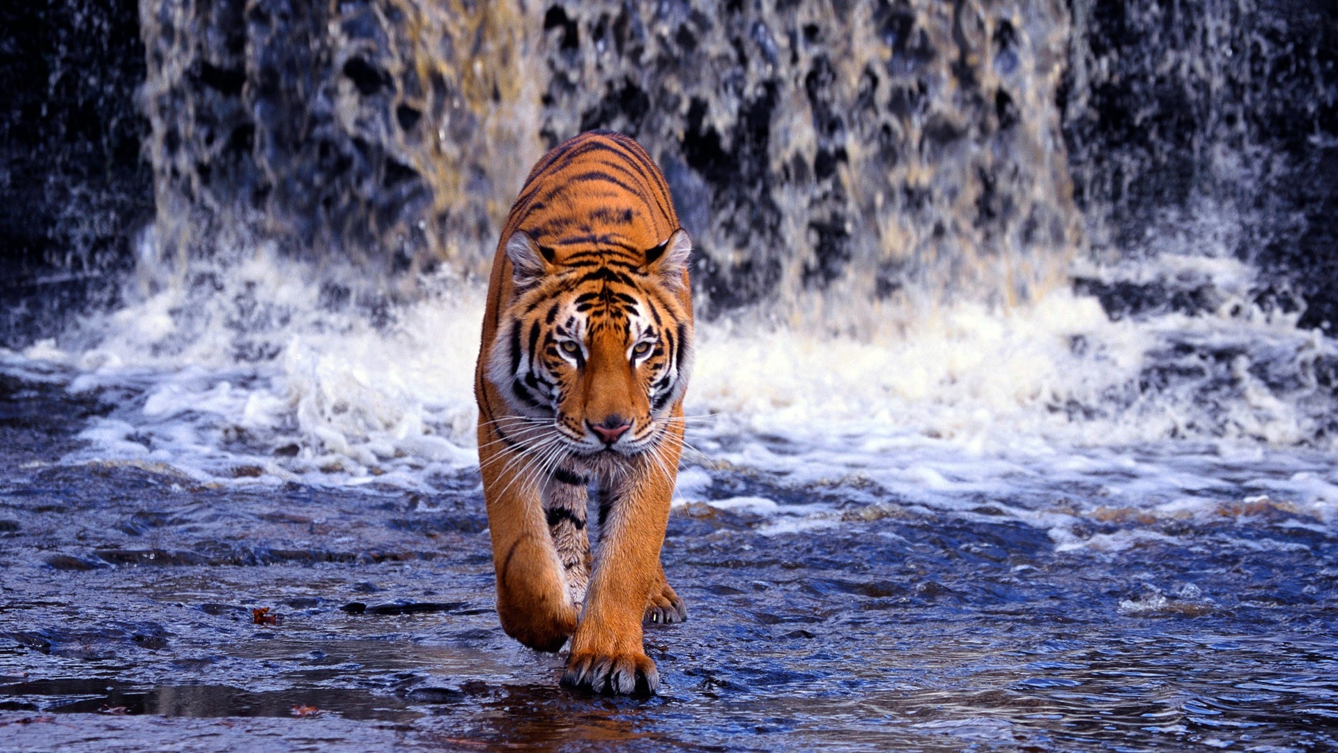 Angry Tiger Wallpaper - Ndemok.com