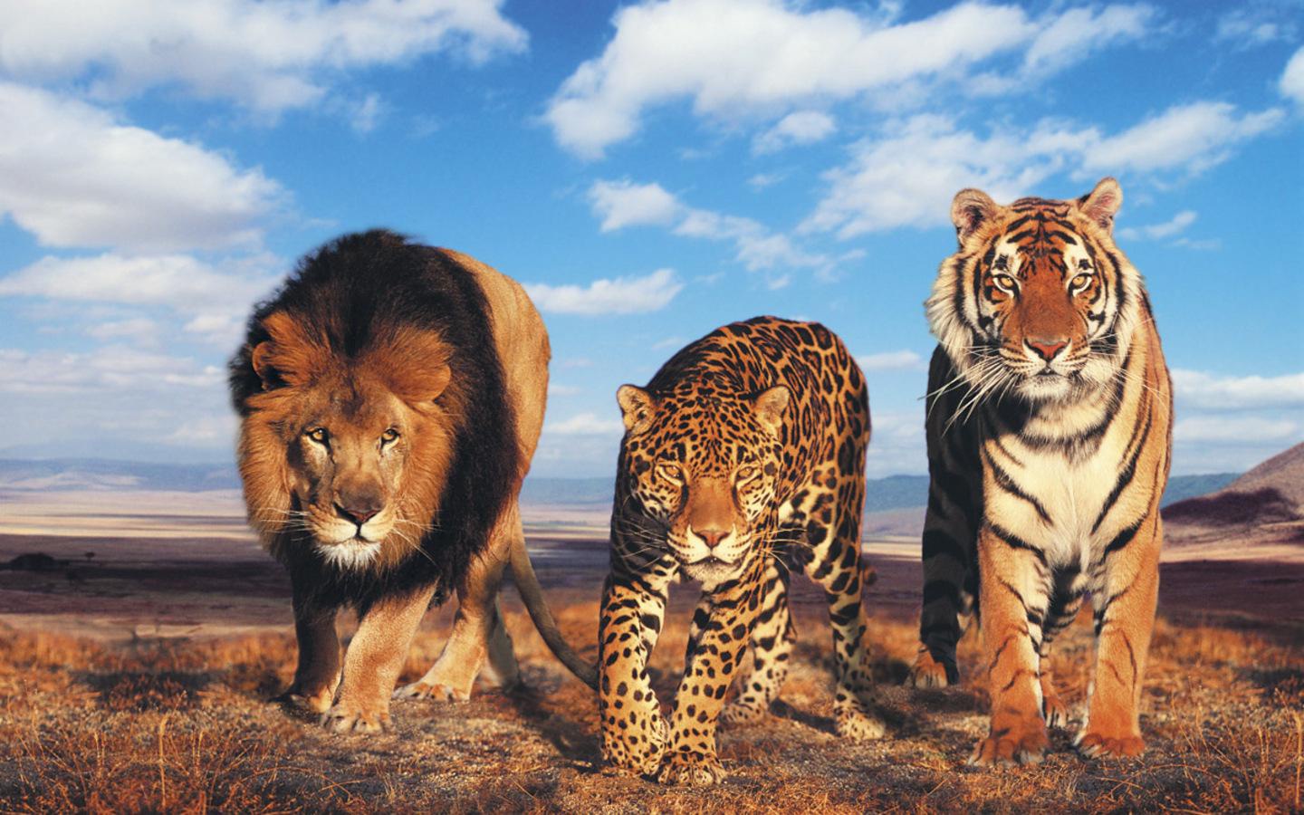 Desktop lions and tigers wallpaper 3d hd pictures
