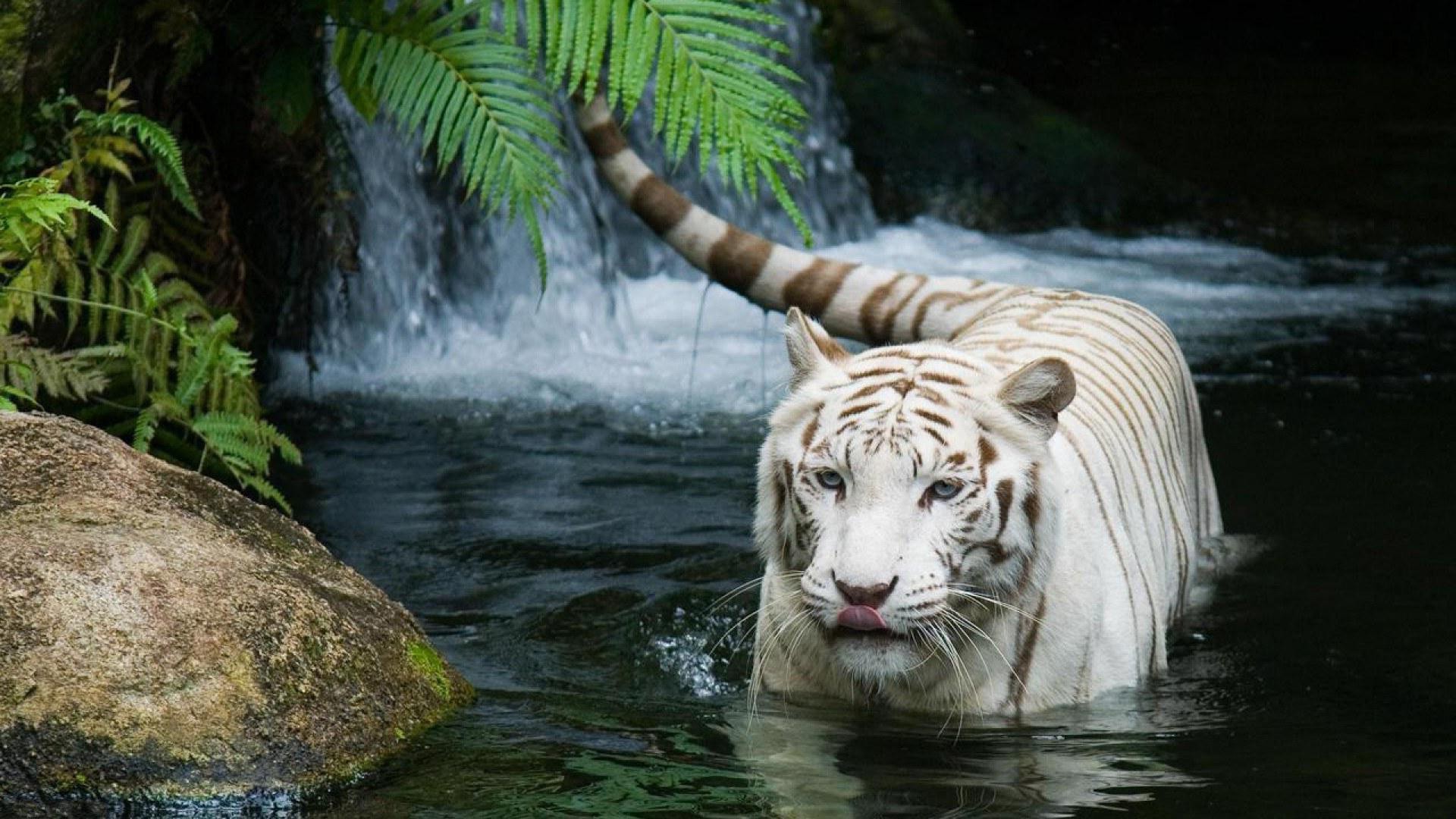 Desktop hd wallpapers of white tigers 3d hd pictures.
