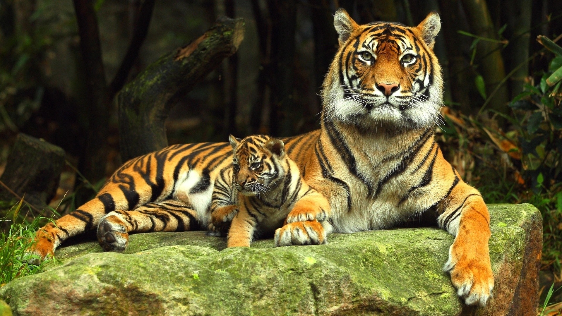 3D Tiger Desktop Wallpapers - Images & Pictures