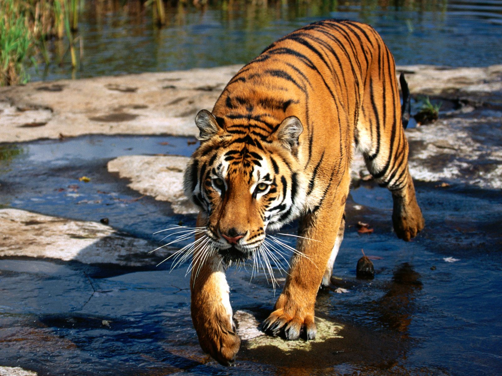 Download HD Prowler, Bengal Tiger Free Wallpaper #1013 - HD ...