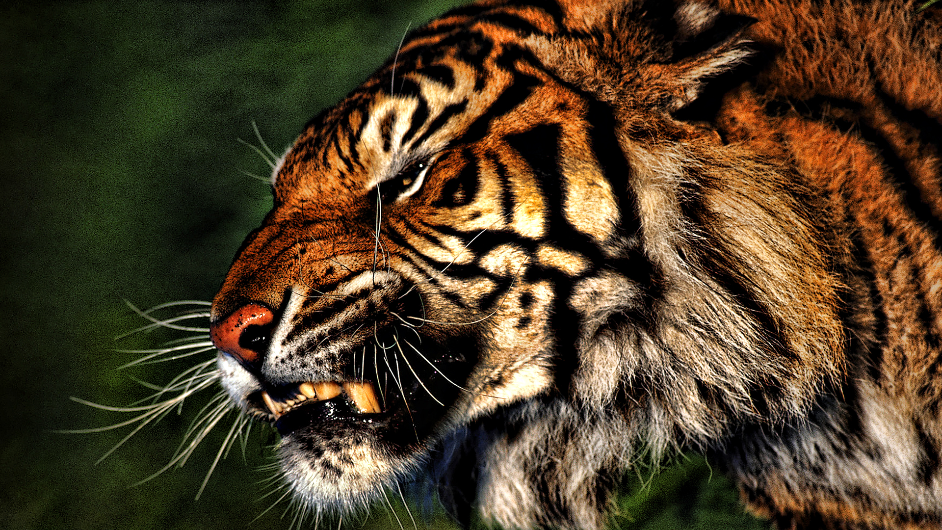 HD Angry Tiger Face Wallpaper 1920×1080 Full Size - HiReWallpapers ...