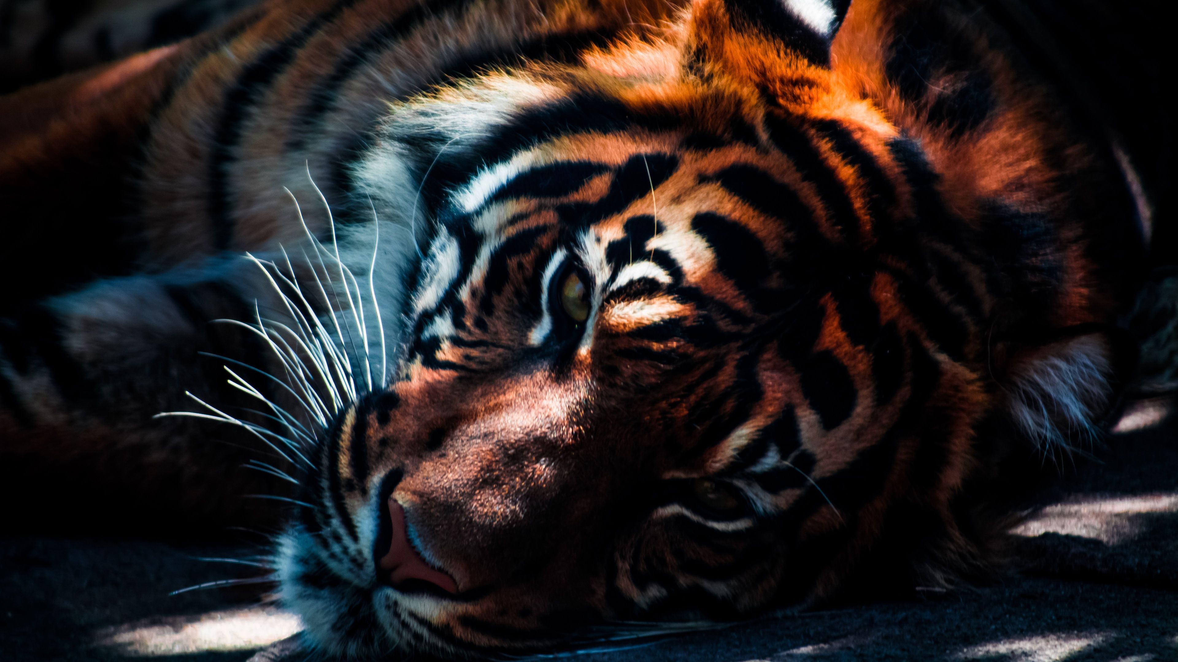 Tiger Closeup Wallpapers | HD Wallpapers