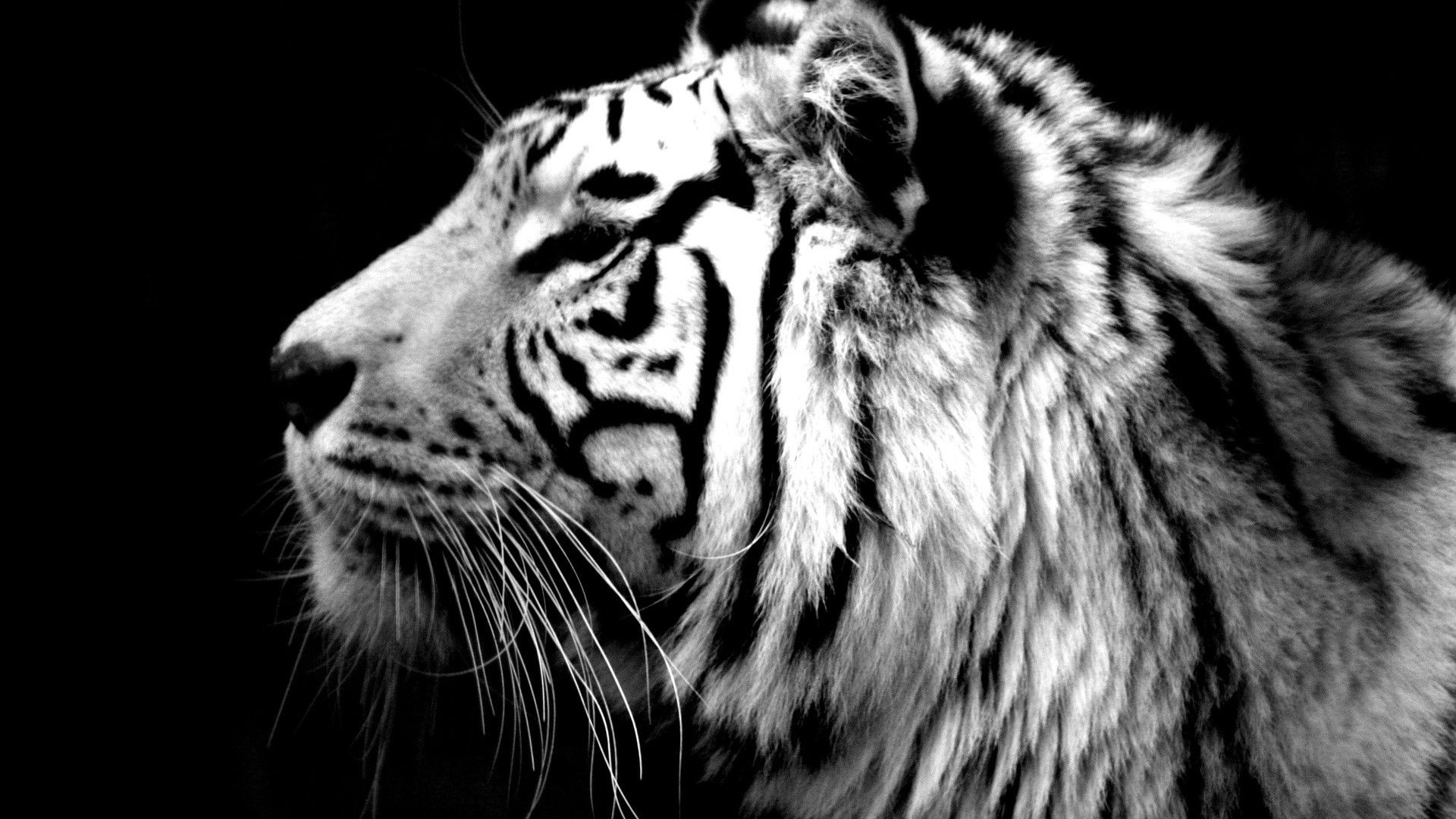 White Tiger Wallpapers HD - Wallpaper Cave