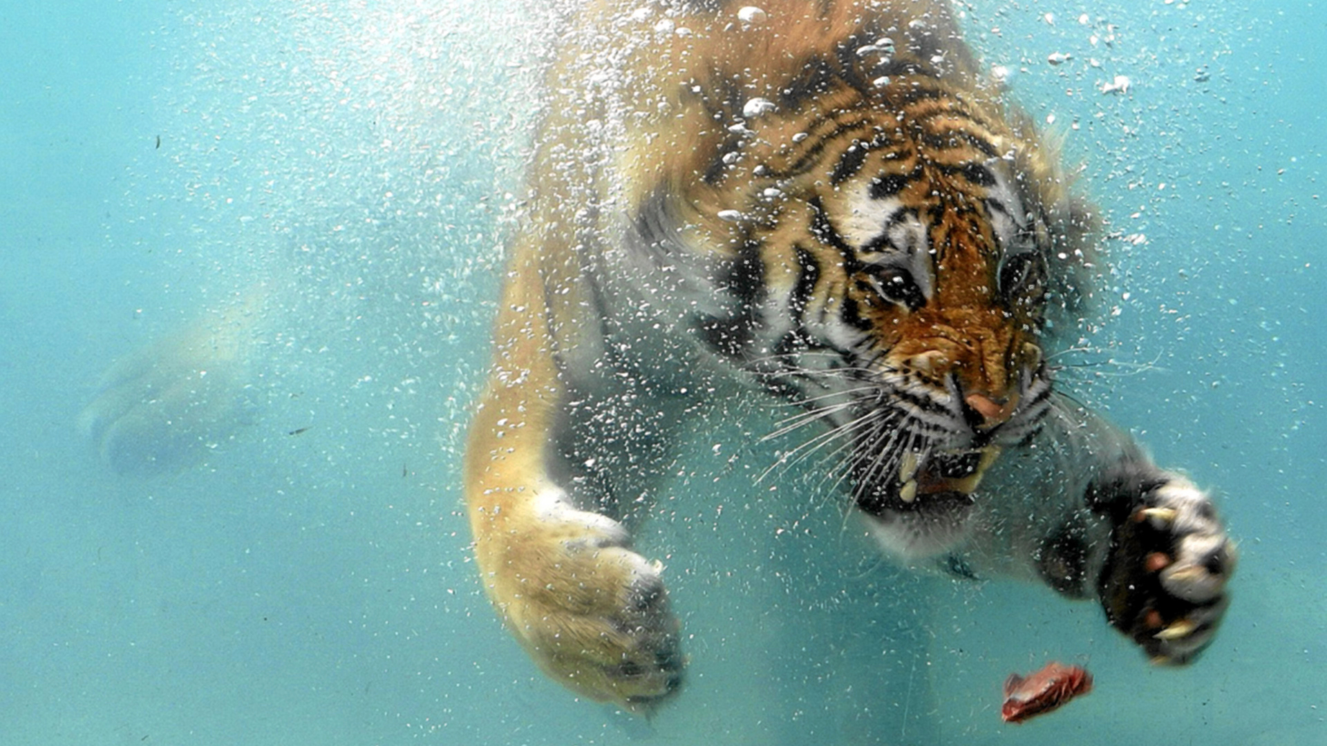 swimming tiger 3d hd wallpapers of high quality full free | HD ...