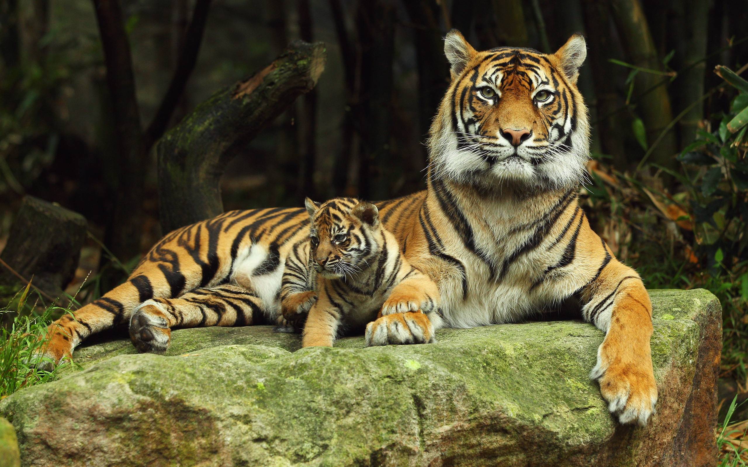Animals Tiger HD Images Wallpaper High Resolution