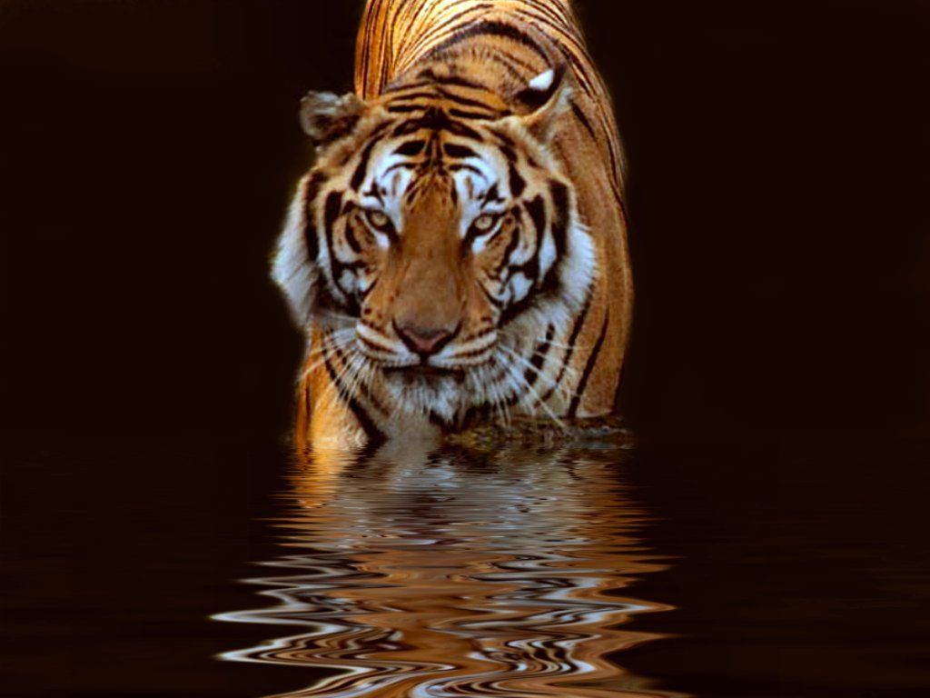 1067 Tiger HD Wallpapers Backgrounds - Wallpaper Abyss