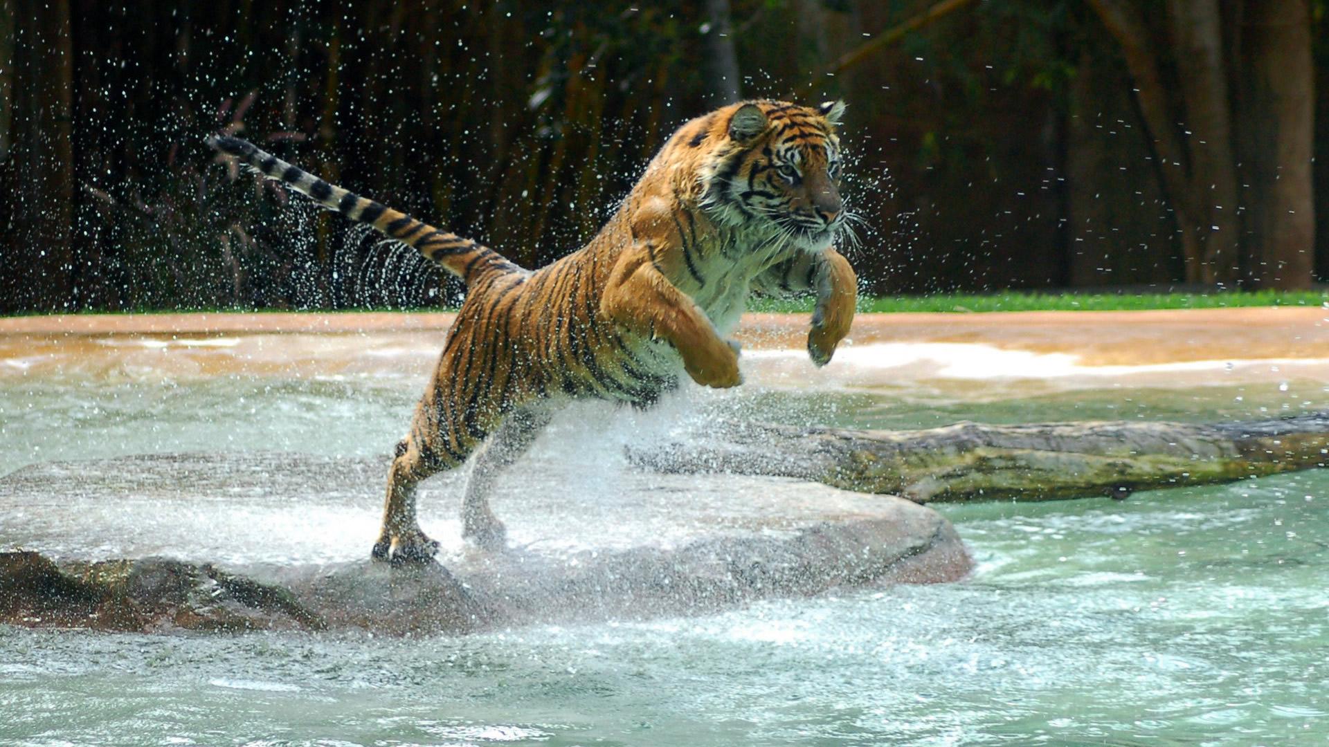 HD Wallpapers 1080p Tiger