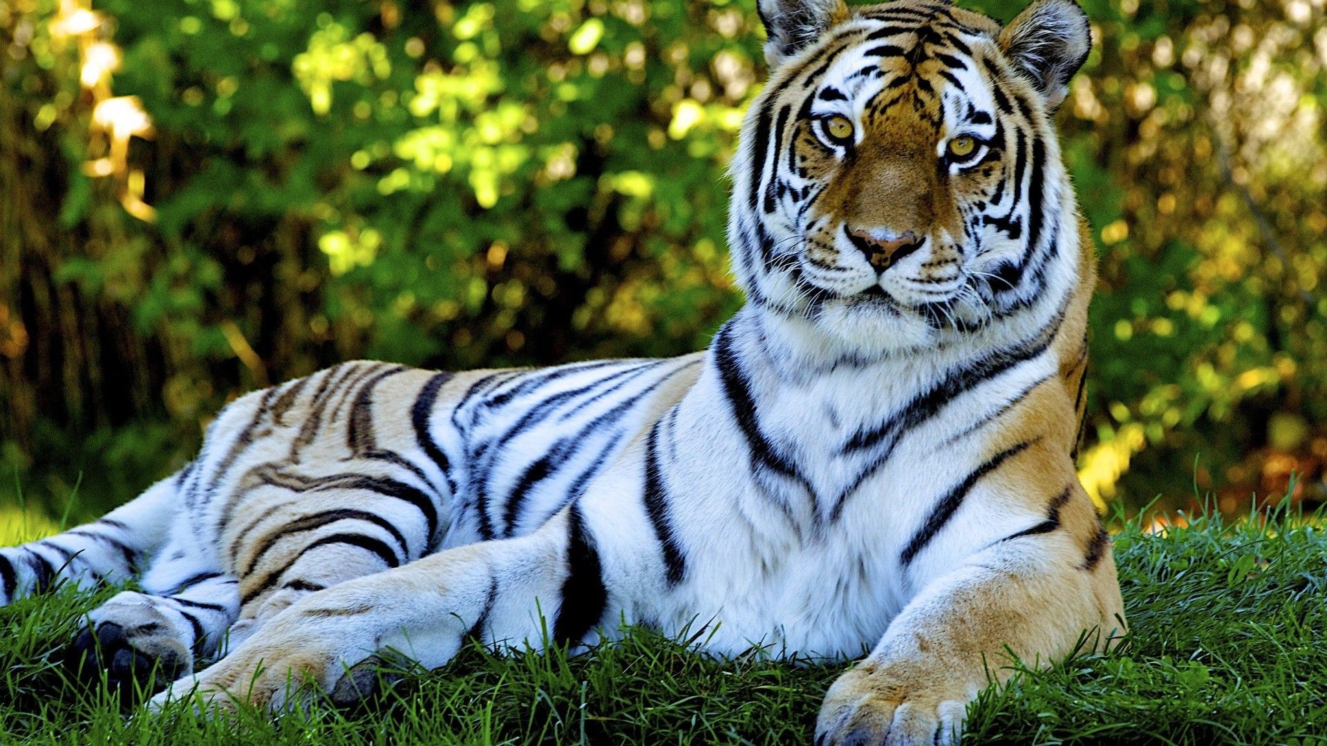 Beautiful Tigers HD Wallpapers 2015 - etc FN