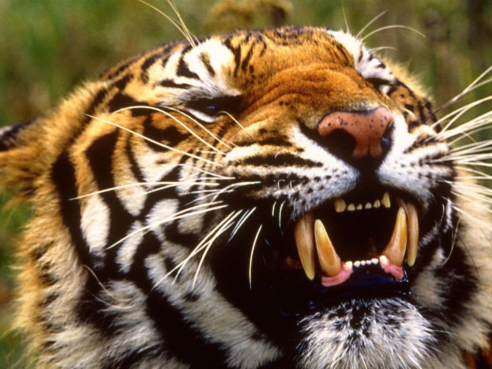 Wild Tiger Wallpapers Obtain - HD Images New
