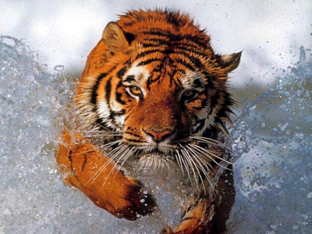 Tiger HD Desktop Wallpapers | High Quality HD Wallpapers