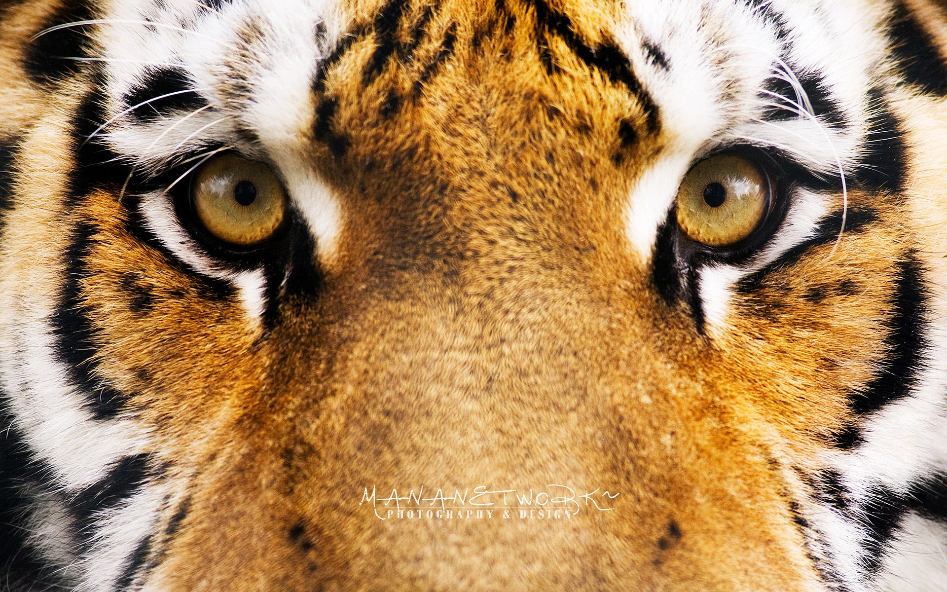 Wallpapers Tiger S Eyes Hd Widescreen 1920x1200 | #1208257 #tiger