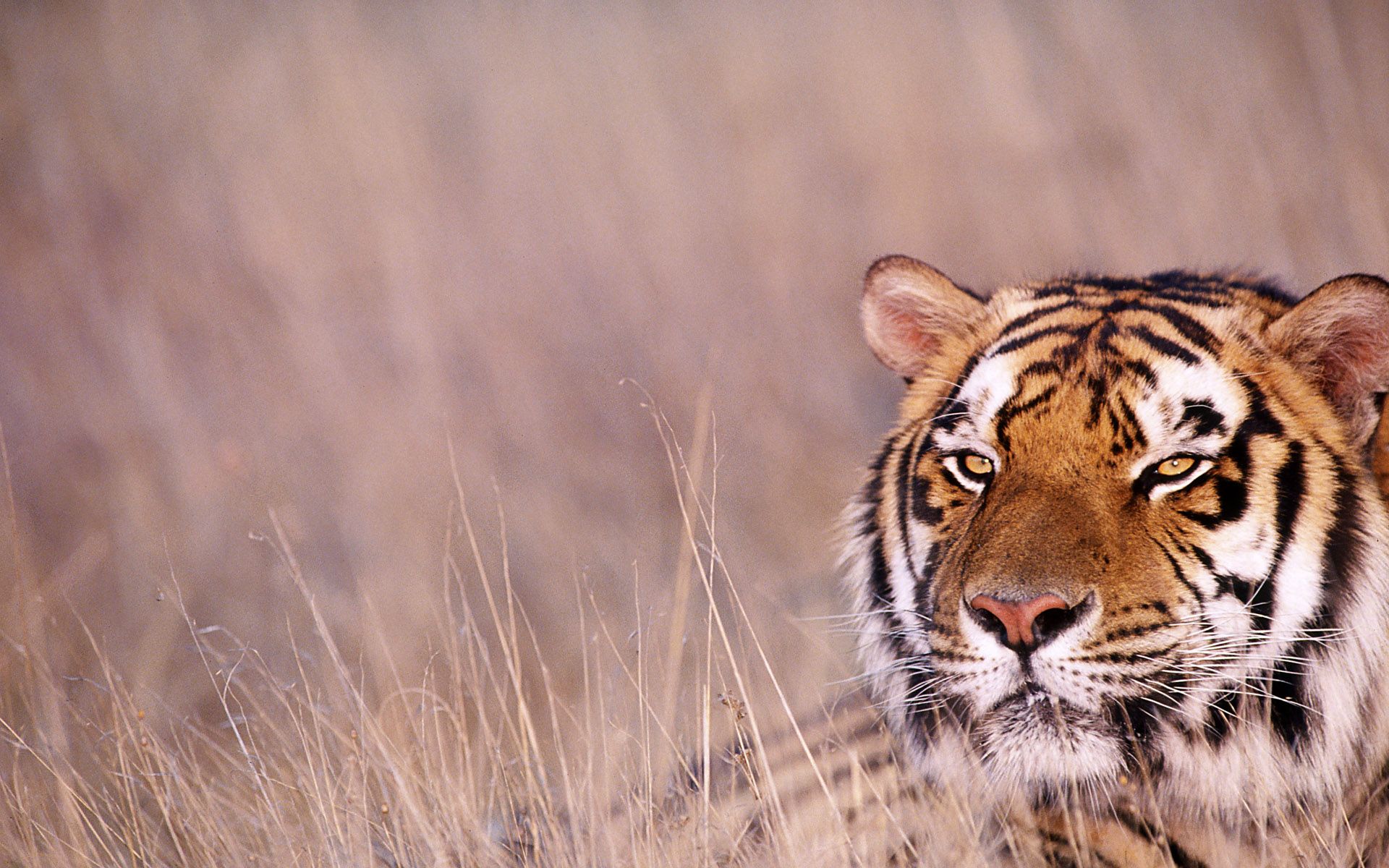 Tiger HD Wallpapers and Backgrounds