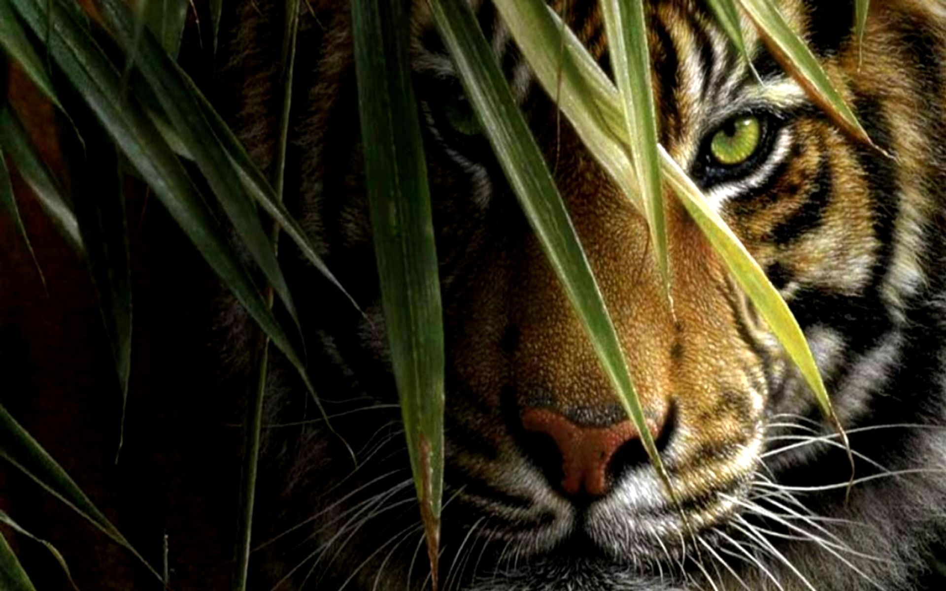 Tiger HD Wallpapers for Mobile and Desktop Background