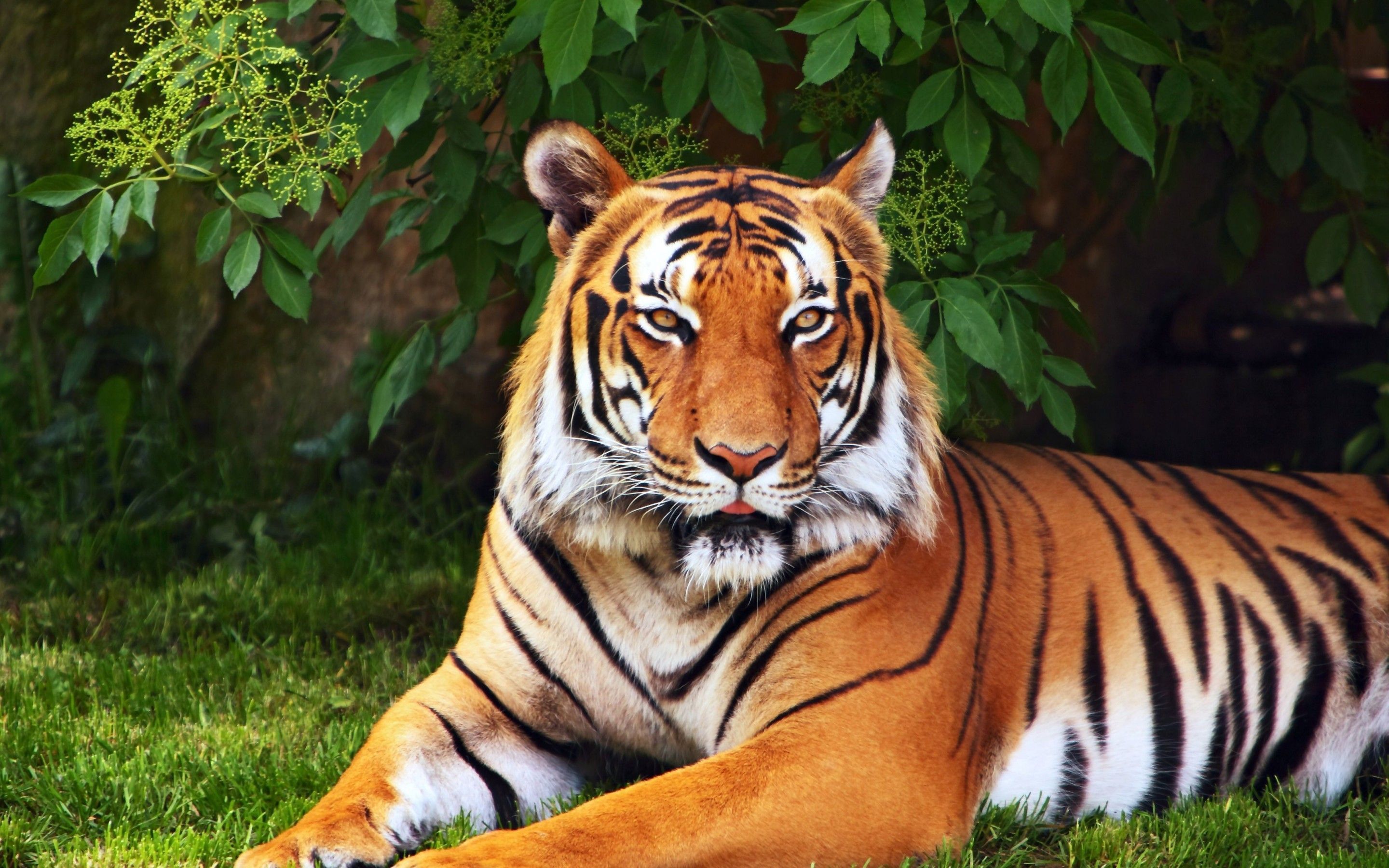 1059 Tiger HD Wallpapers | Backgrounds - Wallpaper Abyss - Page 2