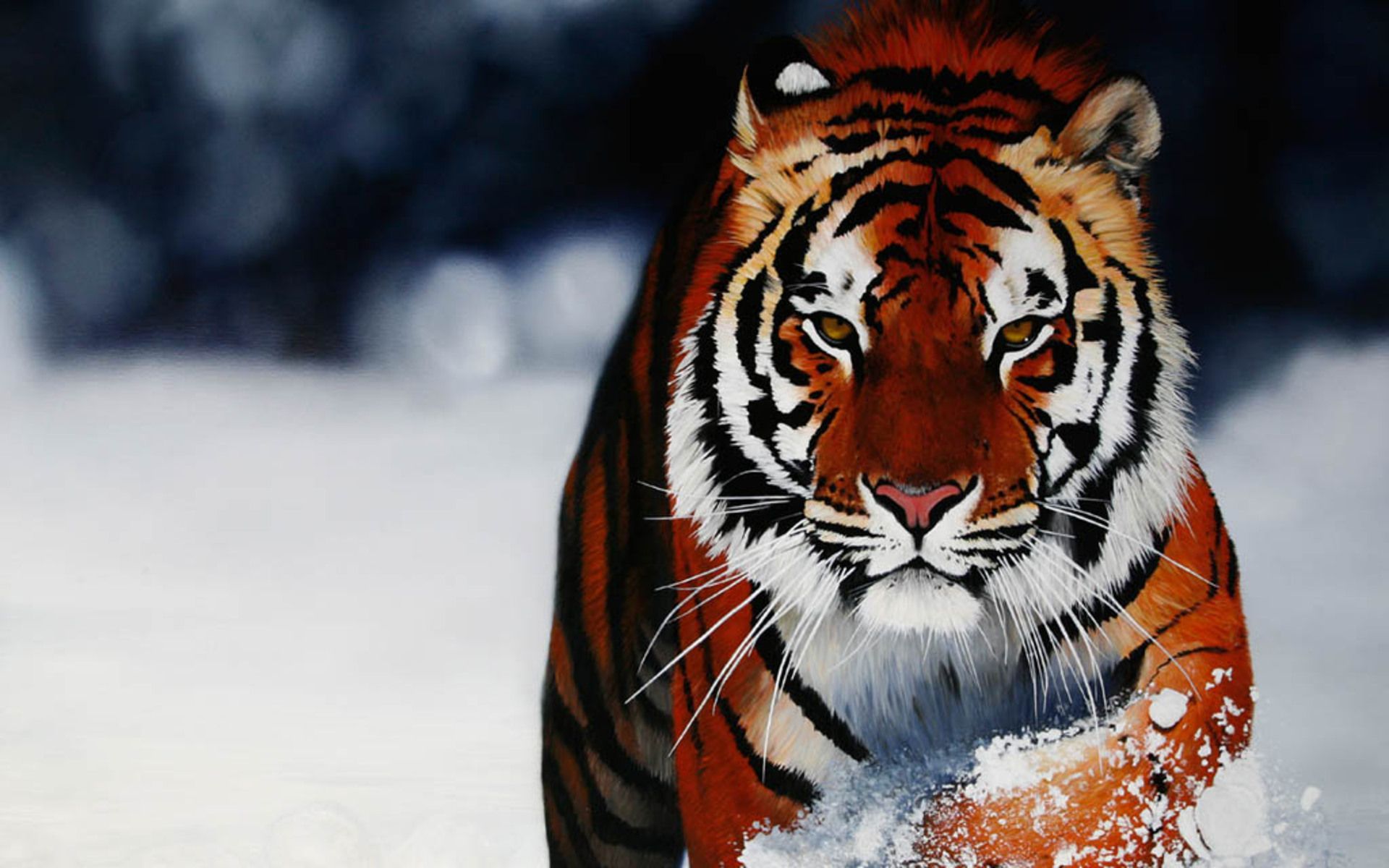 Free Obtain HD Wallpapers of Tigers - HD Images New