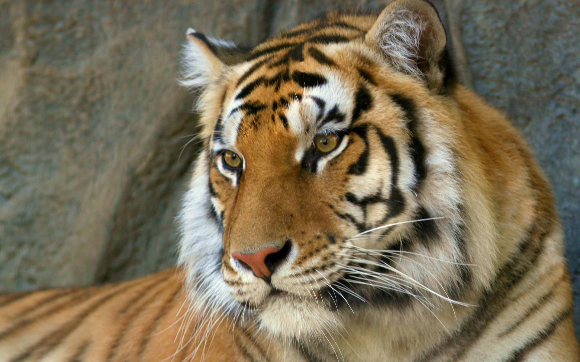 Bengal Tiger Wallpapers | HD Wallpapers