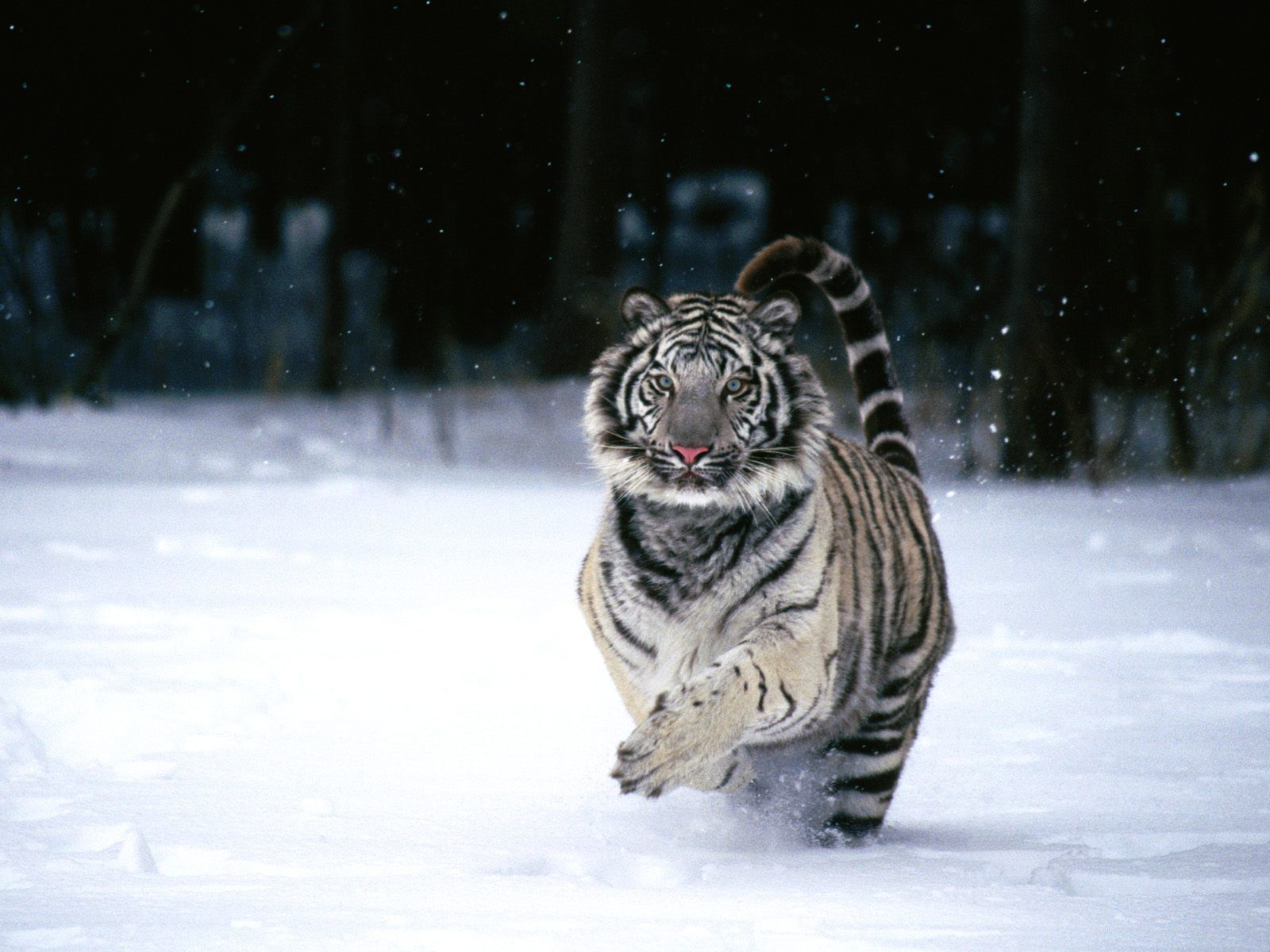 White Tiger Wallpapers | HD Wallpapers