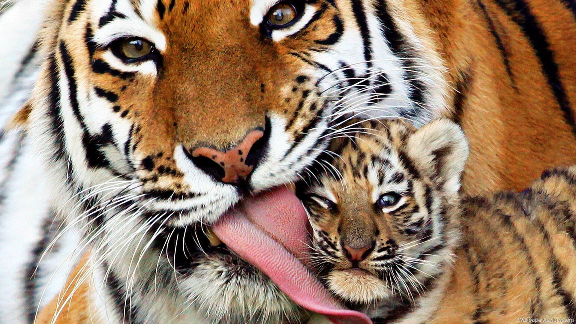 Tiger Baby HD Wallpapers