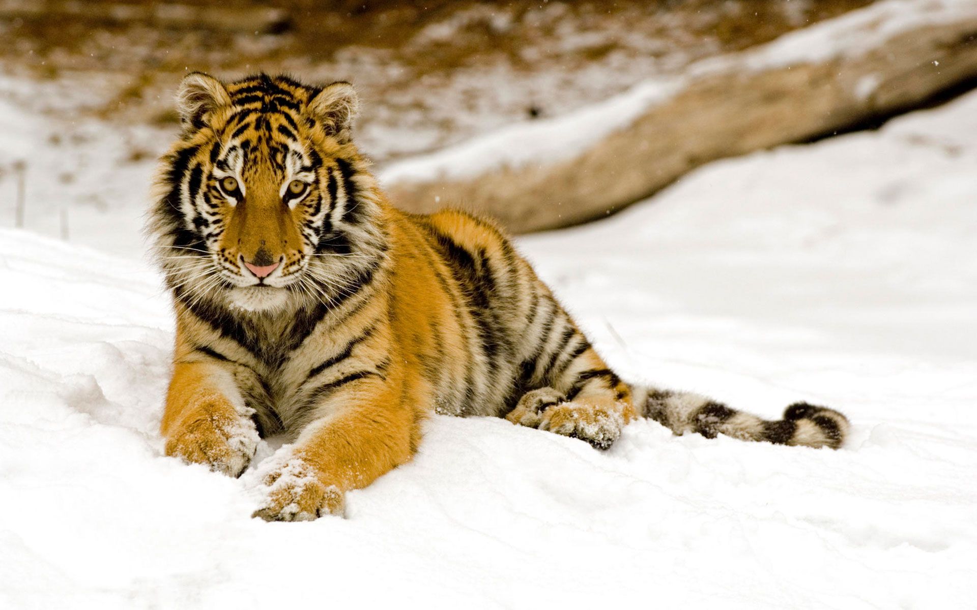 Snowy Afternoon Tiger Wallpapers | HD Wallpapers
