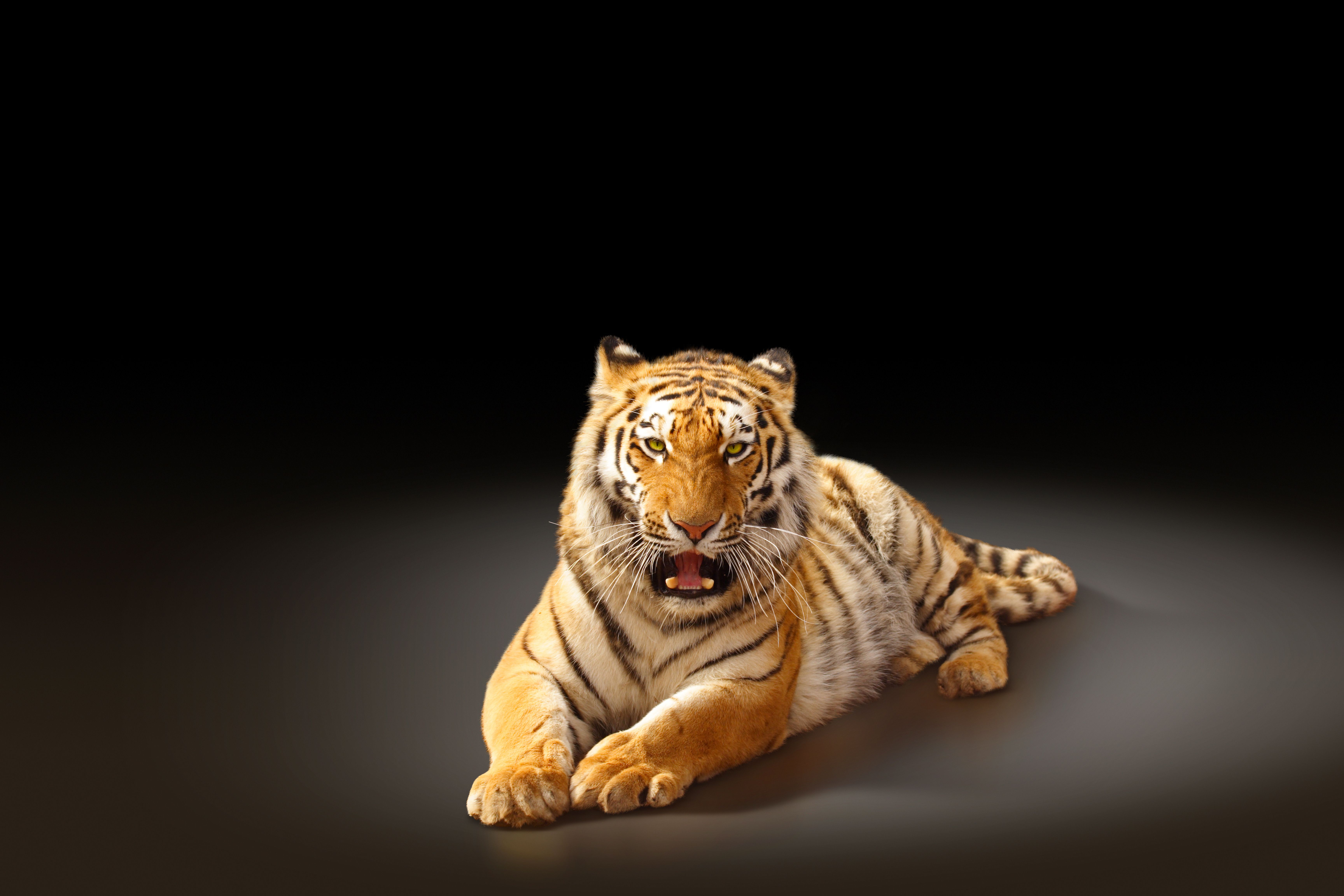 1059 Tiger HD Wallpapers | Backgrounds - Wallpaper Abyss - Page 2