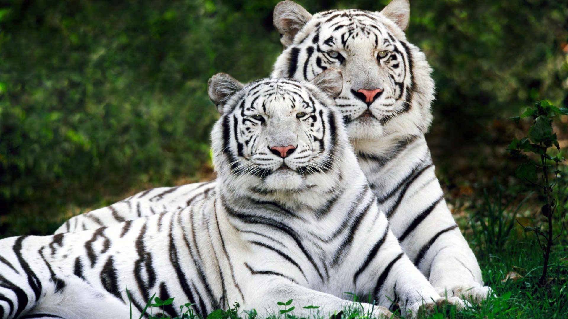 Bengal Tiger 3D wallpaper HD 1920x1080 – HD WALLPAPER WIDE
