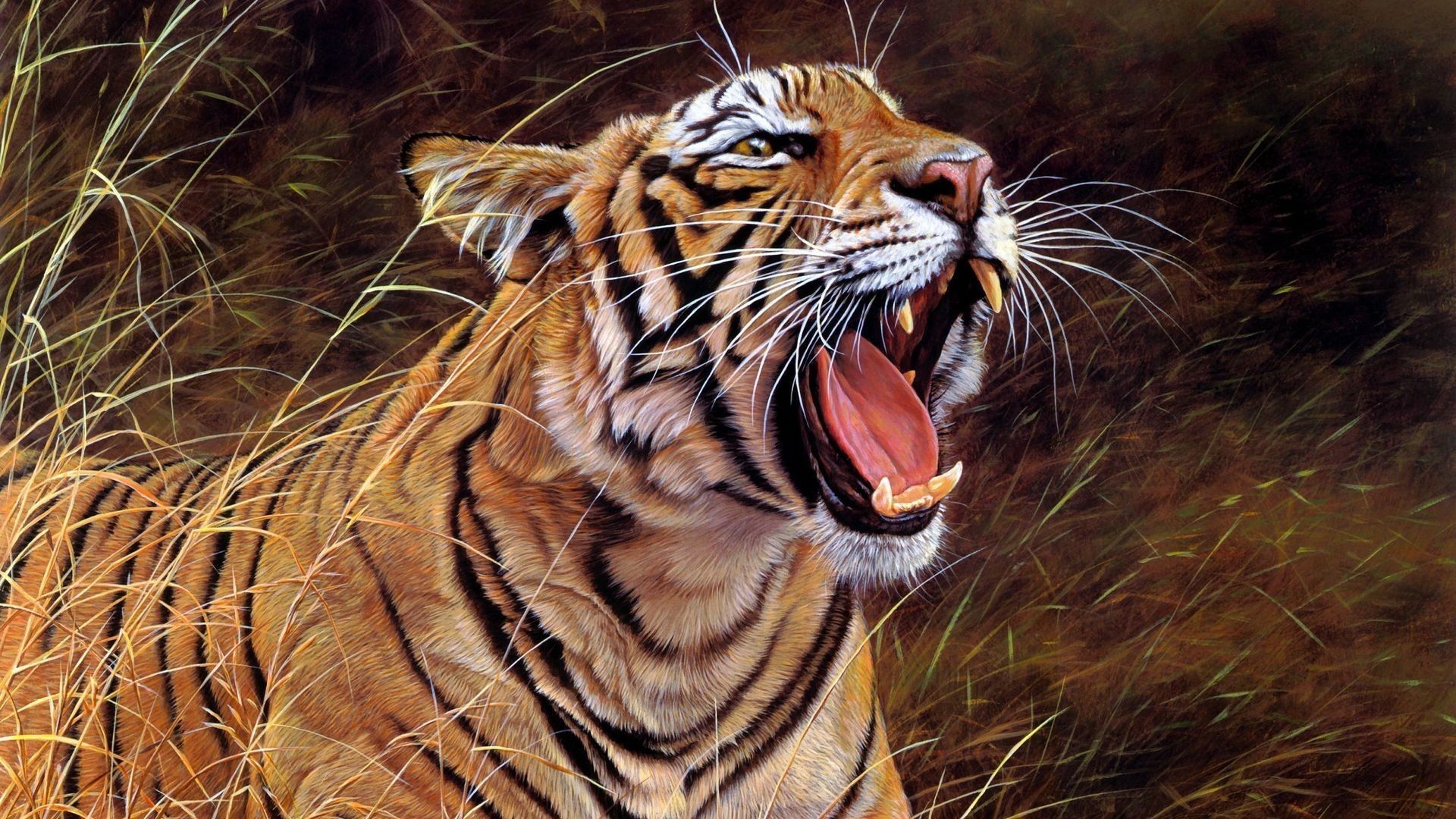 HD-Wallpapers-1080p-Tiger-4.jpg