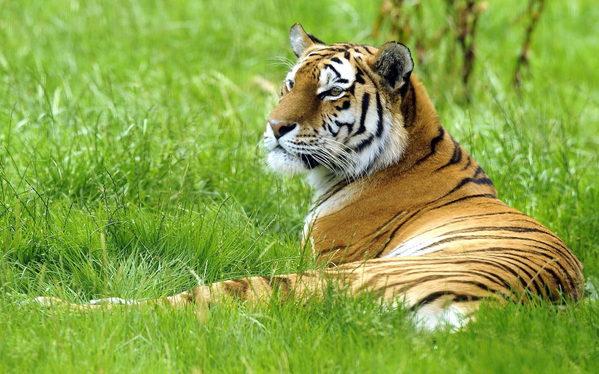 Green Grass Tiger HD Images | HD Wallpapers