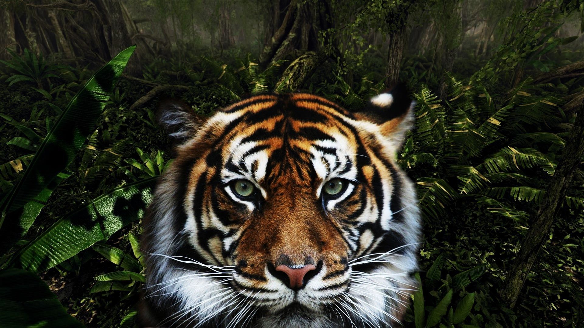 Tiger Photos HD (6) - Pleasantwalls.com | Find high Quality ...