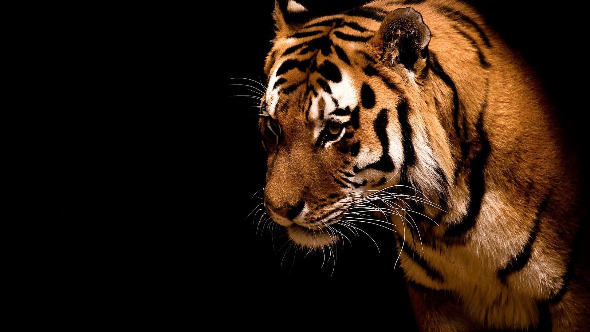 1064 Tiger HD Wallpapers Backgrounds - Wallpaper Abyss