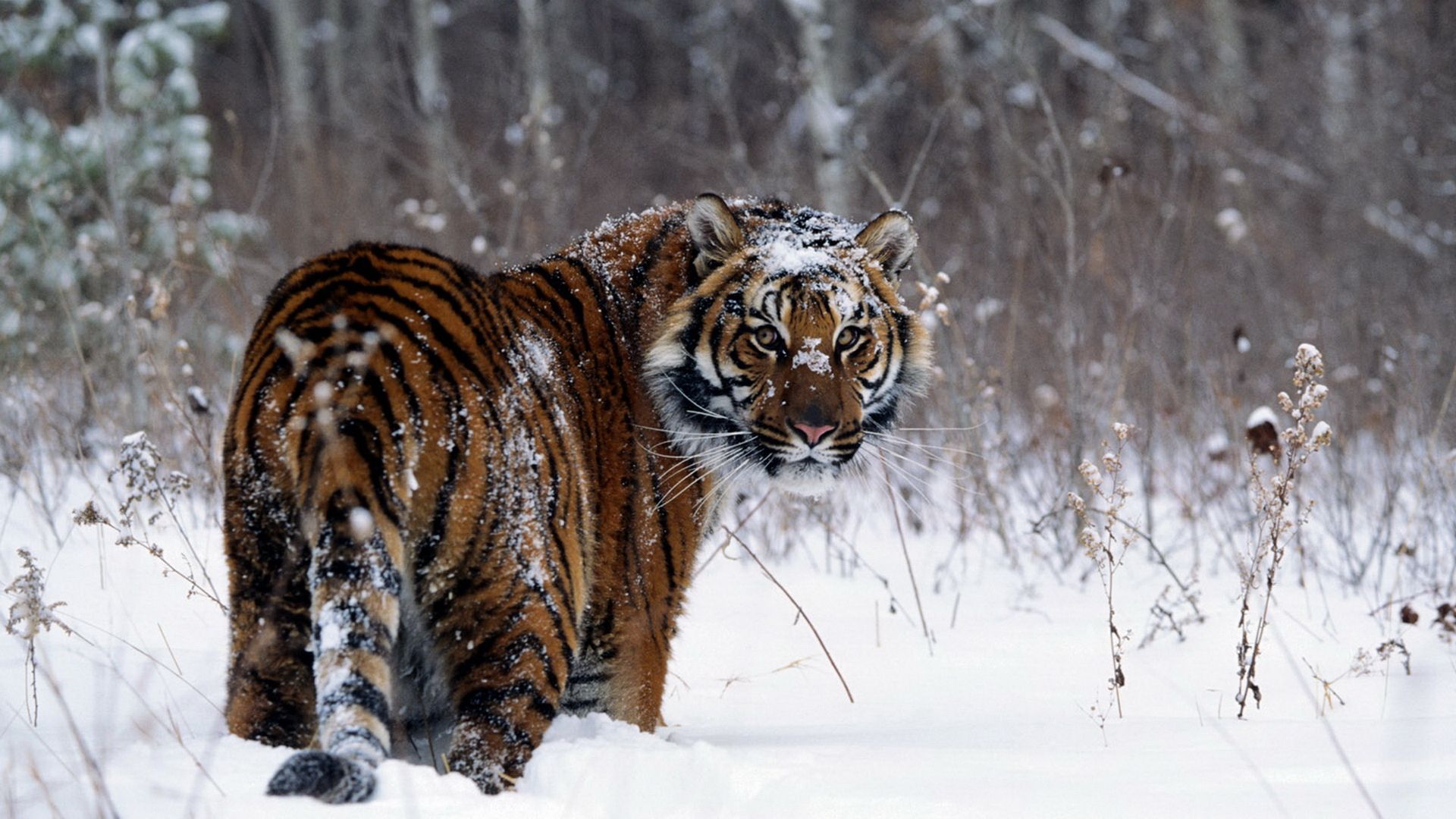1064 Tiger HD Wallpapers | Backgrounds - Wallpaper Abyss