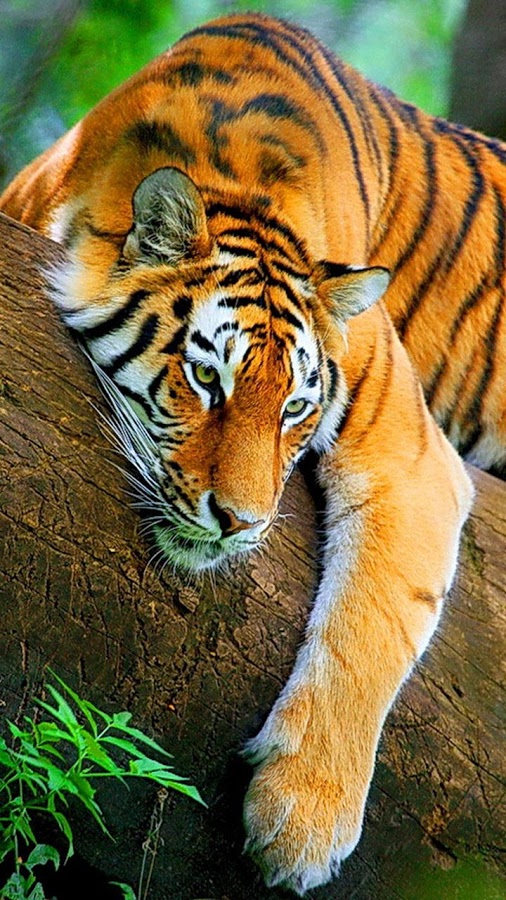 Tiger Photos Wallpapers