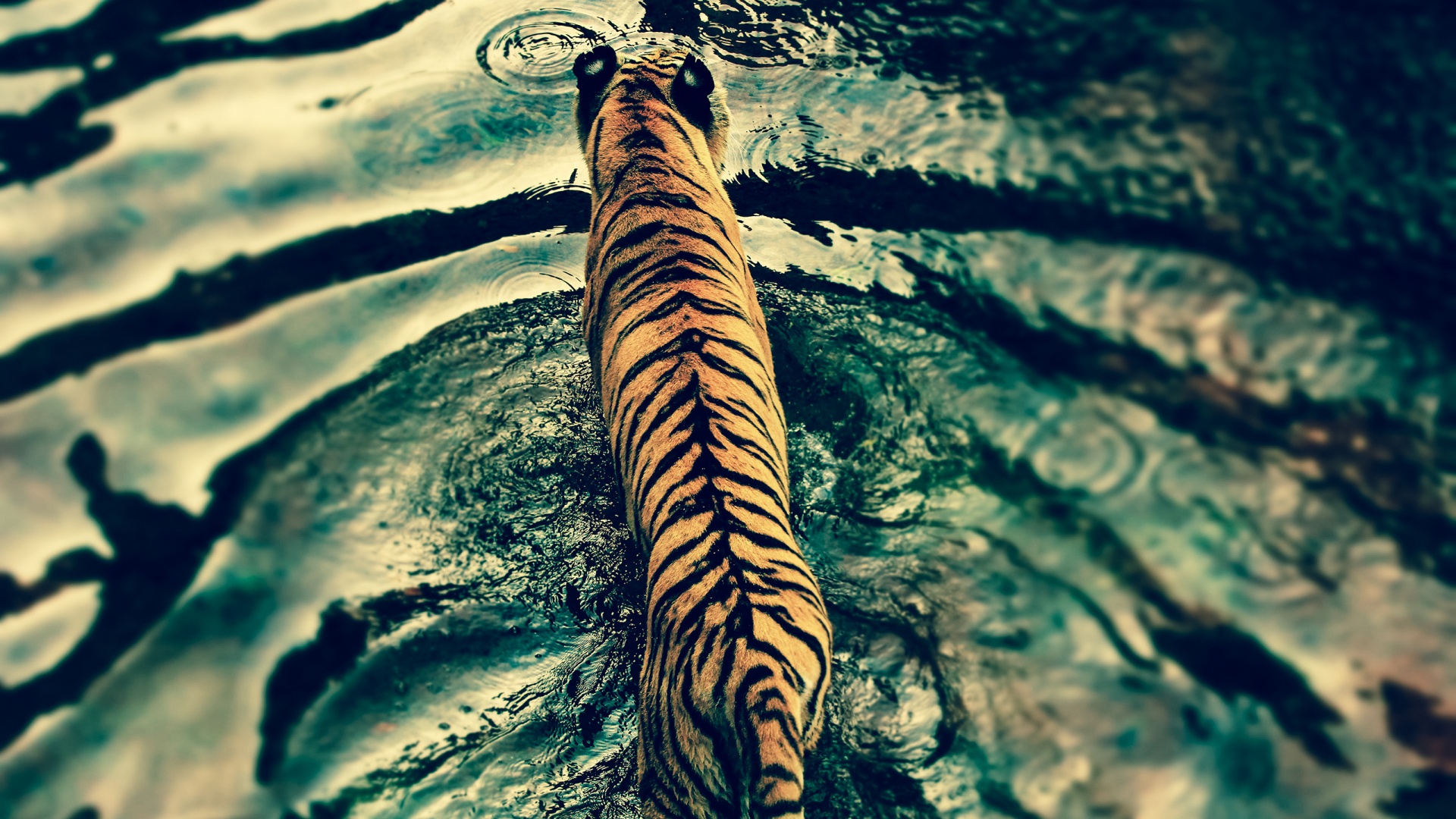 Tiger Wallpaper Hd