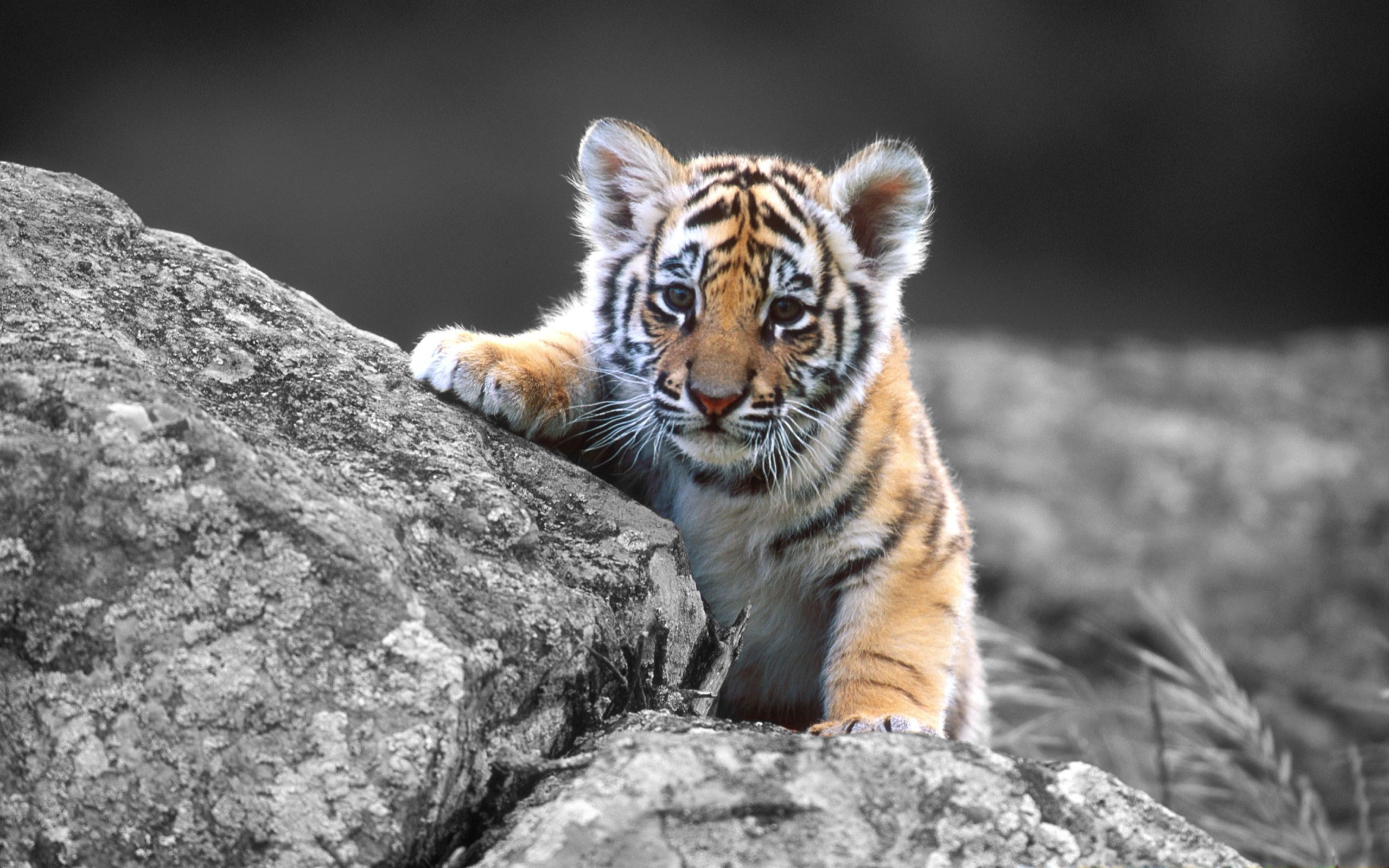 Pictures of baby tigers and wallpaper Download