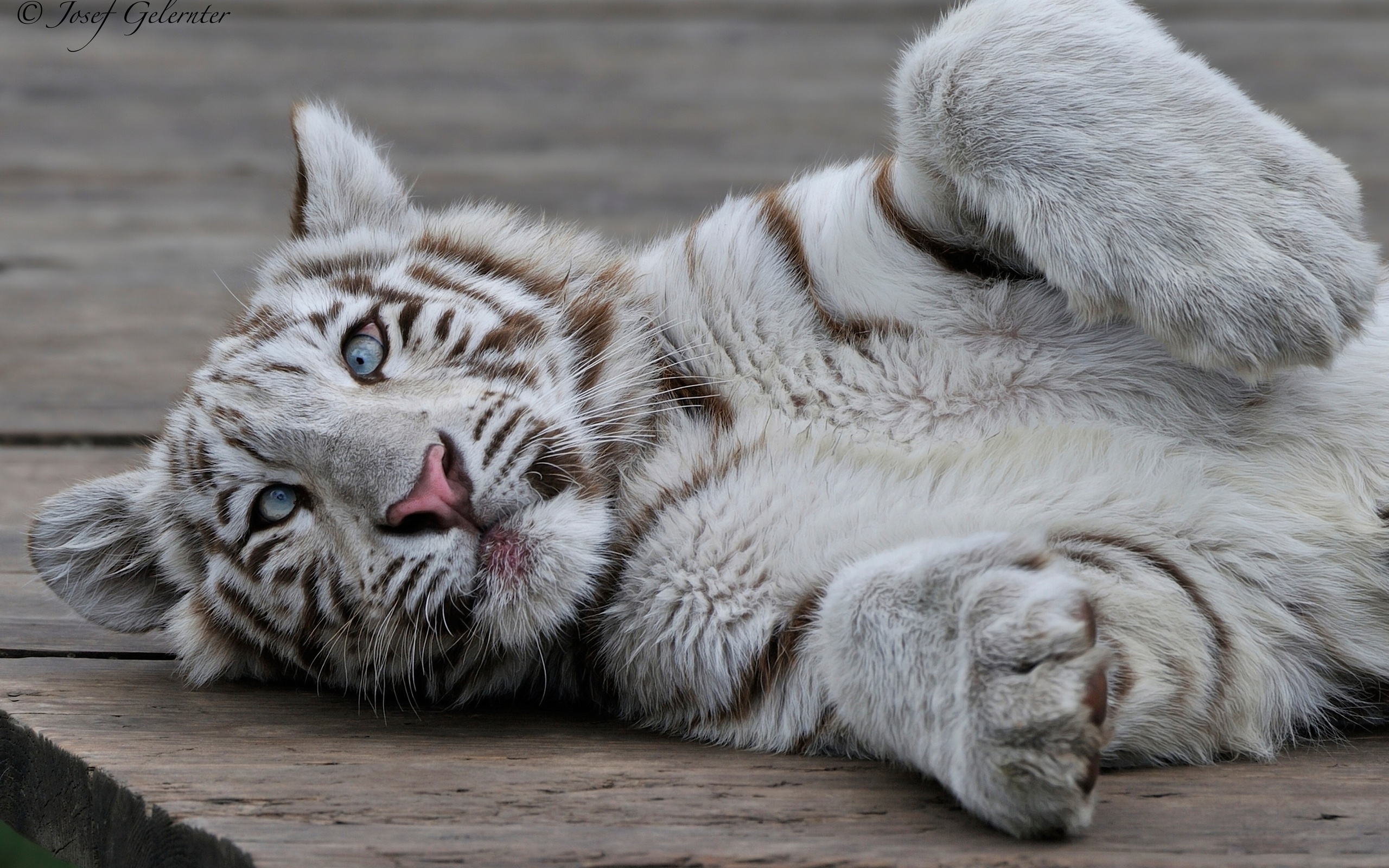 194 White Tiger HD Wallpapers | Backgrounds - Wallpaper Abyss