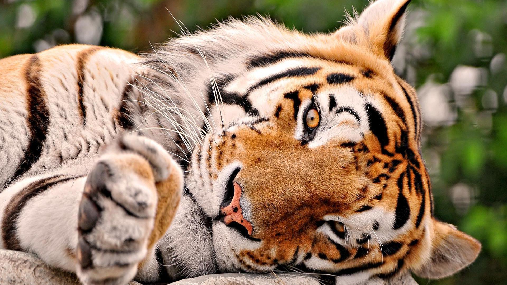 Cute Tiger Wallpaper #6785342