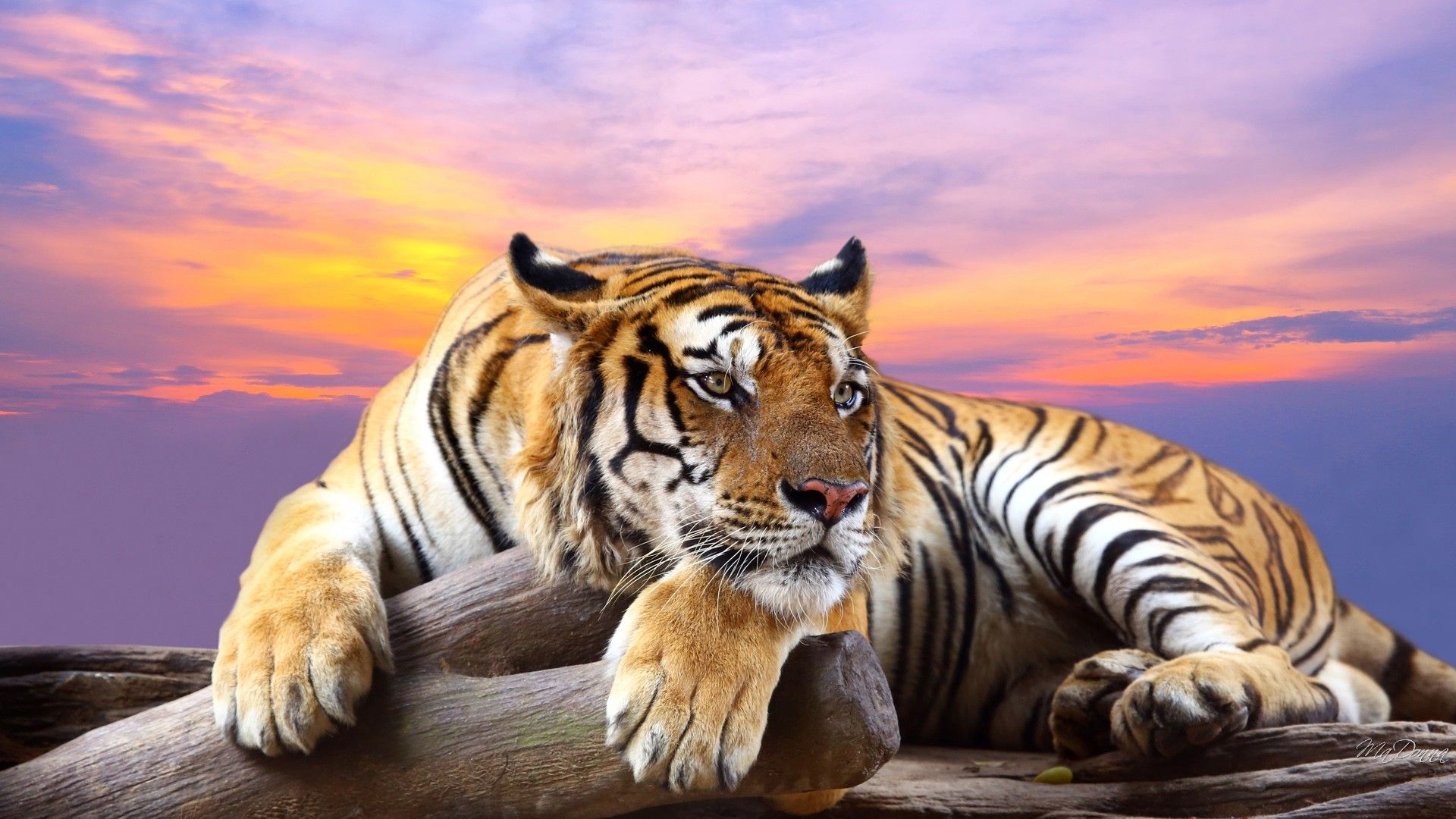 Awesome Royal Filled HD Tiger Wallpapers [Hand Picked] - Stugon
