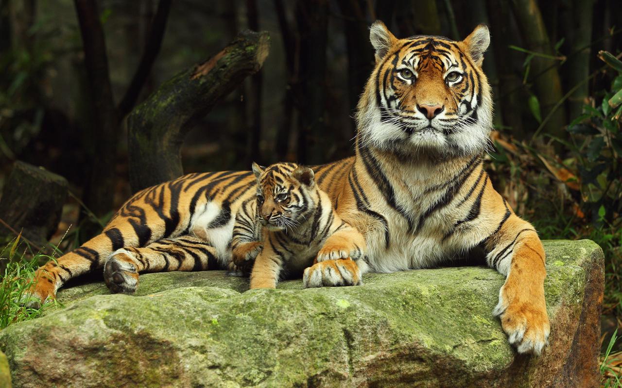 Tiger Live Wallpaper - Android Apps on Google Play