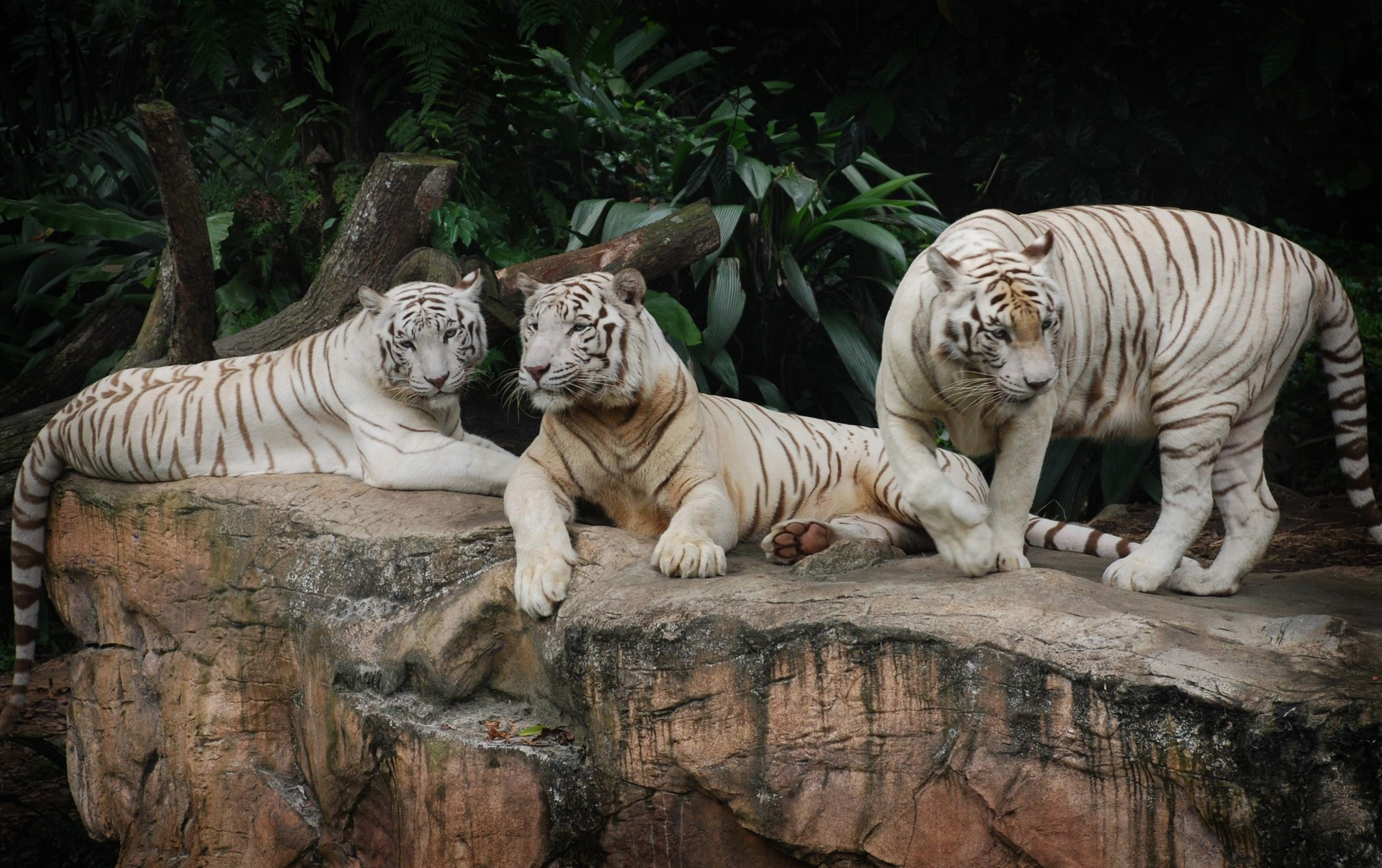194 White Tiger HD Wallpapers | Backgrounds - Wallpaper Abyss