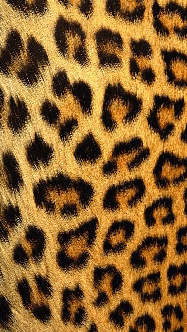 Animal print on Pinterest Leopard Print Wallpaper, Iphone