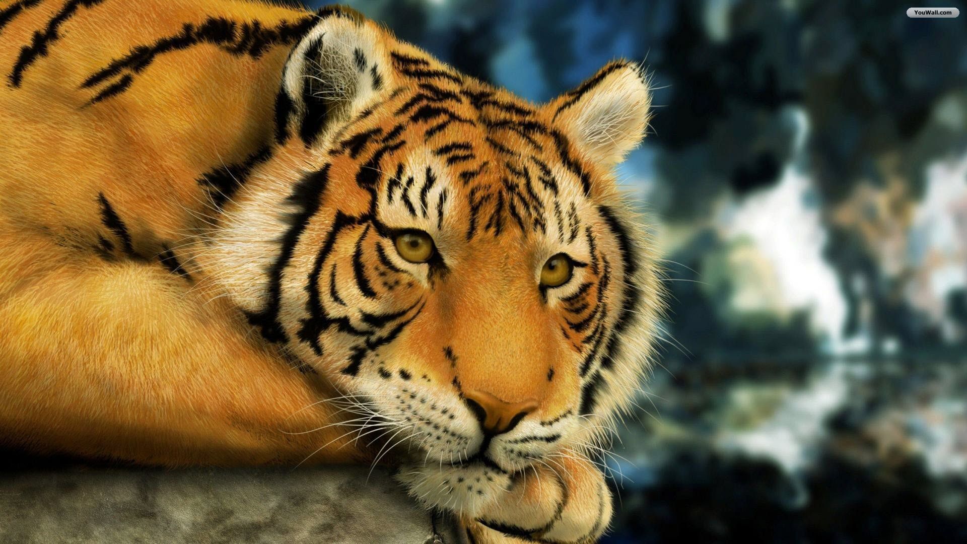 Tiger Wallpaper  Tiger wallpaper, Desktop wallpapers backgrounds, Desktop  wallpaper