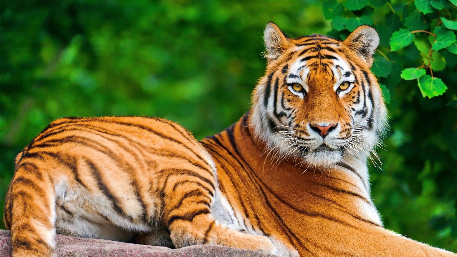 Tiger wallpaper desktop