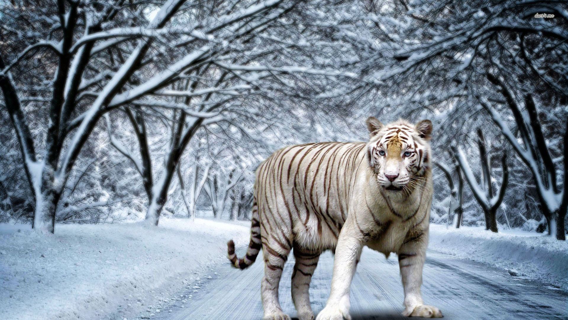 White tiger wallpaper - Digital Art wallpapers -