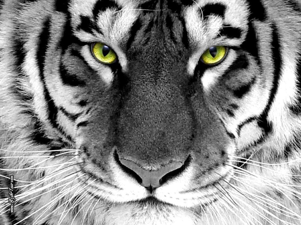 White Tiger Desktop Wallpapers - Wallpaper Cave