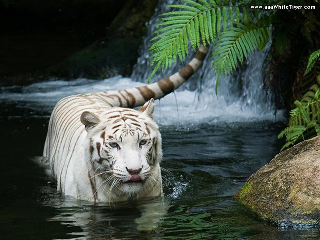 White Tiger Wallpapers For Desktop 16 photos of Looking For White