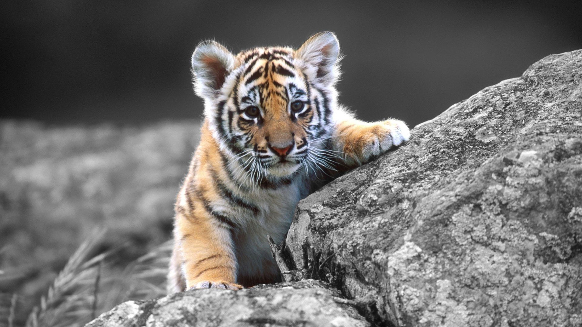 Tiger desktop wallpaper hd