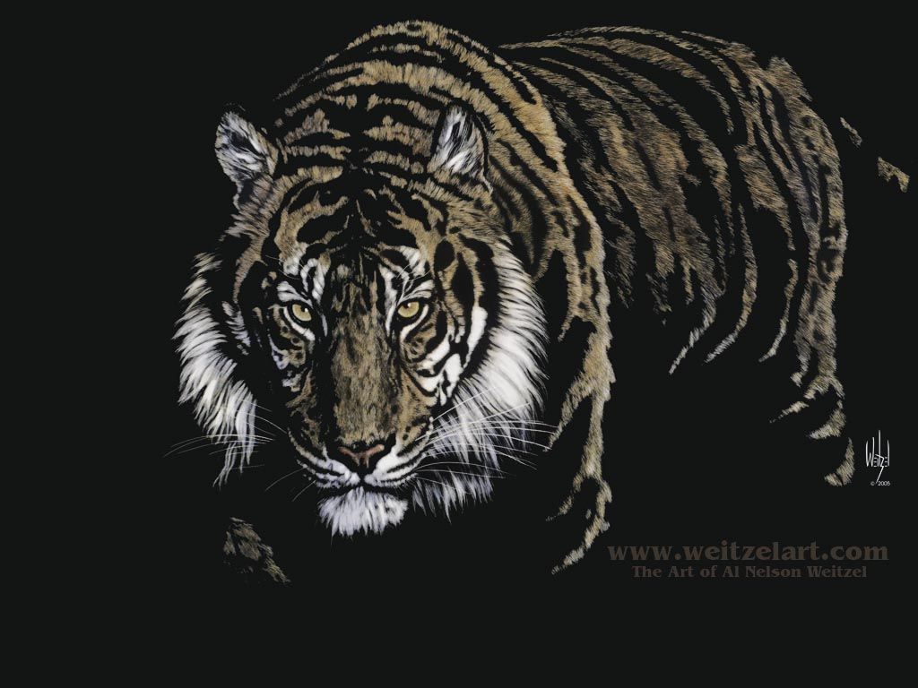 Tiger wallpapers